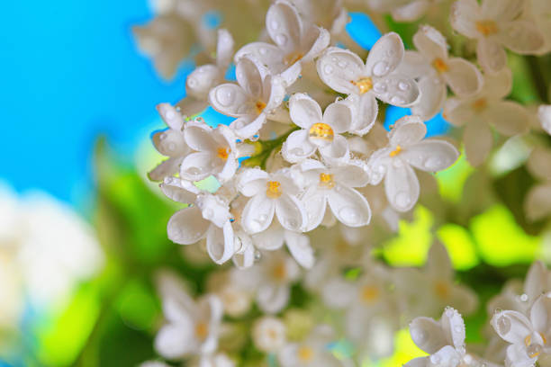 Springtime landscape with branch of blooming white lilac flowers, selective focus