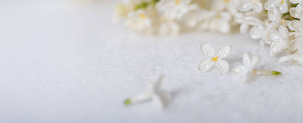 istock Springtime background with branch of blooming white lilac flowers on a glossy white surface 2183158756
