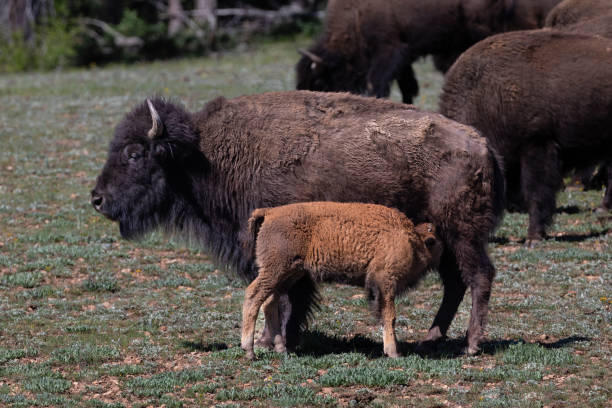 istock Closeup, young American Bison feeding. Other bison in background. 2183161321