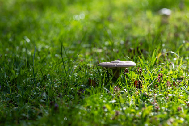 Mushroom in the grass with dew and bokeh. shallow depth of field