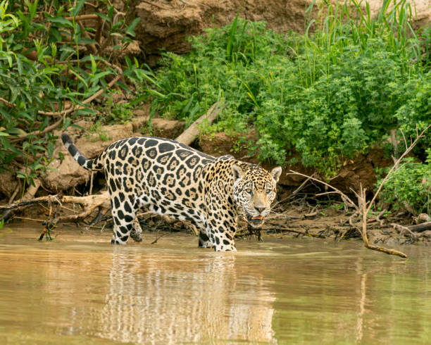 istock Jaguar, Panthera onca: Pantanal Wetlands, Brazil 2183163488