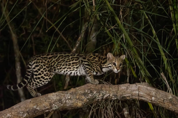 istock Alert, wild Ocelot, Leopardus pardalis: Pantanal, Brazil 2183163504