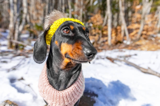 istock Stylish dachshund in winter clothes enjoying snowy forest walk 2183164254