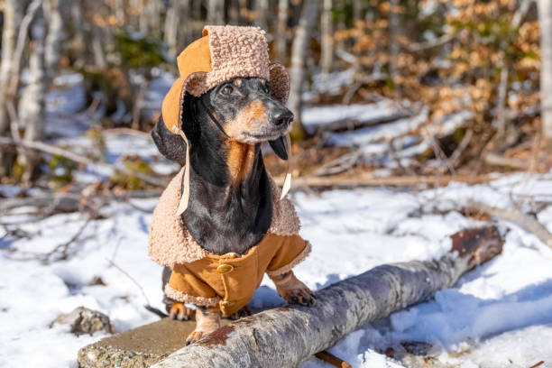 istock Dachshund dressed in winter coat outdoors in snowy forest setting 2183164261