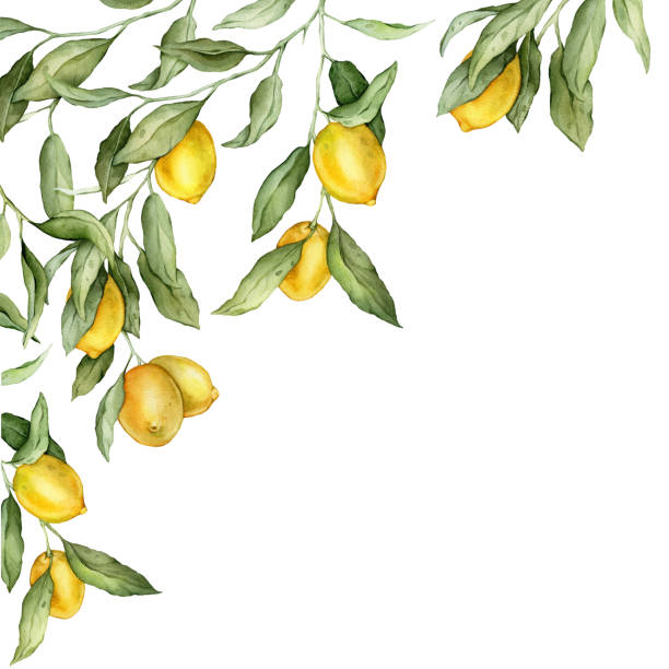istock Lemon Fruits square Frame. Hand drawn watercolor illustration of Border with Citrus branches on white isolated background. Drawing with tropical fruit lemon for food label or cards design. 2183164532