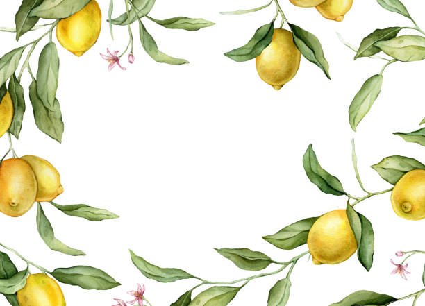 istock Lemon fruits and pink flowers are a rectangular frame. A drawn manual watercolor illustration of the border with citrus branches on a white isolated. Drawing with tropical fruits Lemon in Bloom. 2183164534