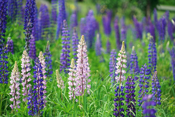istock Close up on lupine blossom in spring in wild area 2183166344