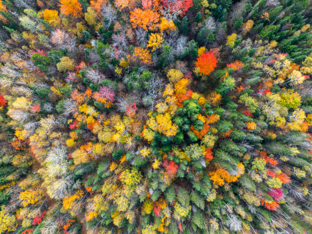 istock aerial view of autumn colorful forest 2183166617