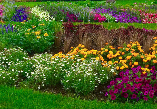 Bright multi colored flowers in flower bed around green grass
