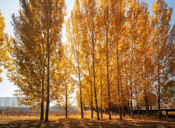 The leaves in the forest turn yellow in autumn