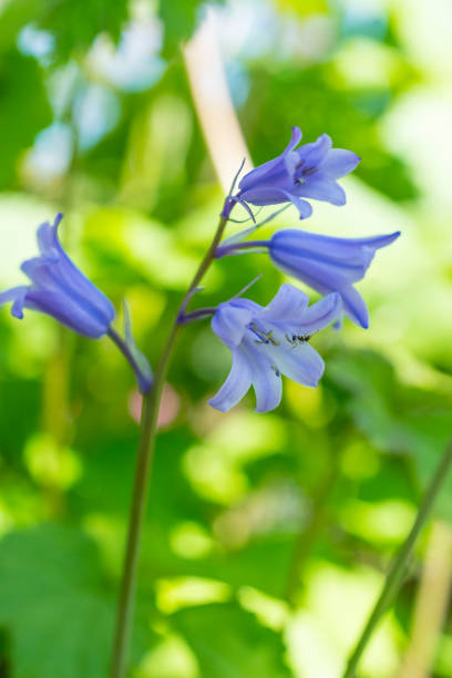 istock blue bellflower plant stem with flowers 2183179363