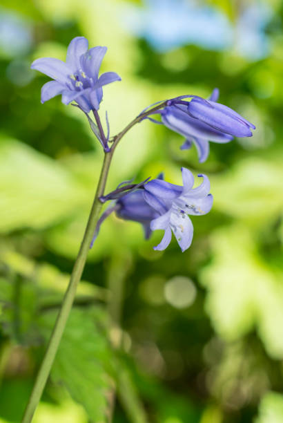 istock blue belloflower plant with flowers close up 2183179498