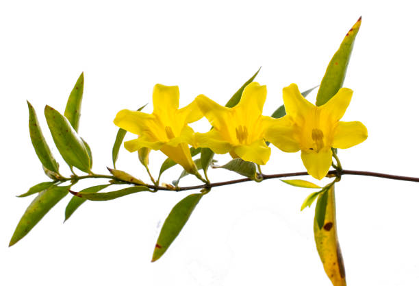 gelsemium sempervirens Carolina state flower on white background