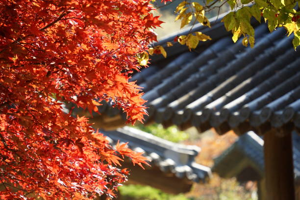 istock Maple Tree in Gapyeong, Gyeonggi-do, Korea 2183183113