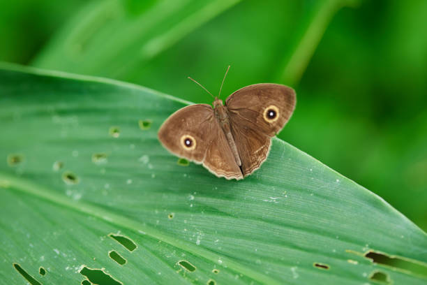 Close-up view of butterfly perching on leaf in Phiman, Satun, Thailand