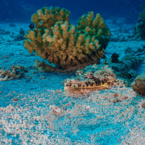 Underwater photography from a scuba dive in the Red Sea