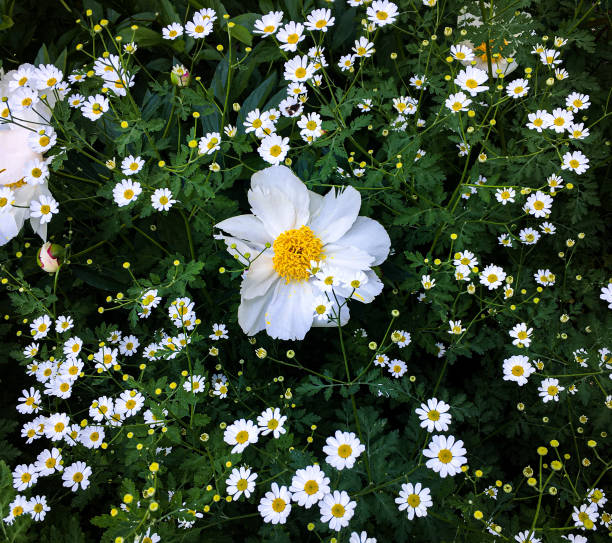 a meadow of white daisies in bloom in summer in Crested Butte, Colorado