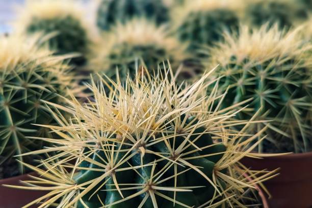 istock Echinocactus Gruson is a wonderful and surprisingly attractive cactus. Selective focus. 2183191486