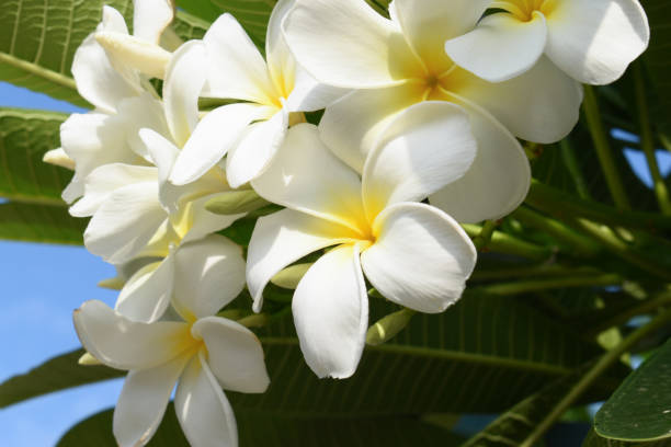 istock beautiful white frangipani flower blooming in springtime, natural background 2183192289