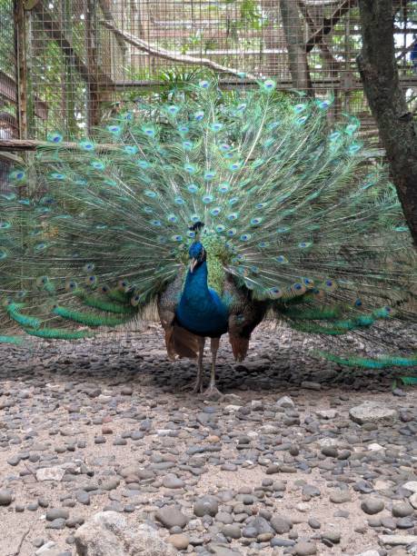 istock Peacock with beautiful tail in the zoo 2183192653