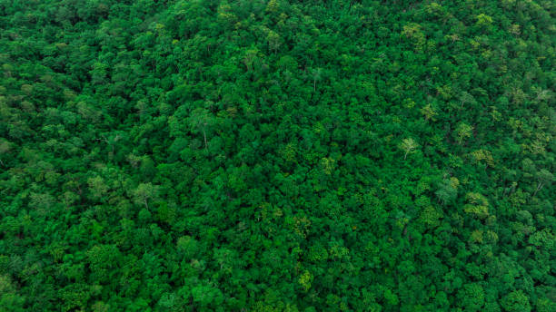 istock aerial view of mixed forest, green deciduous trees with mist clouds. The rich natural ecosystem of the rainforest concept is about conservation and natural reforestation 2183194986