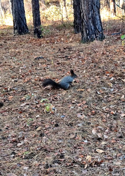 Unrecognizable person feeding little squirrel while she climbing on tree in park, Taipei