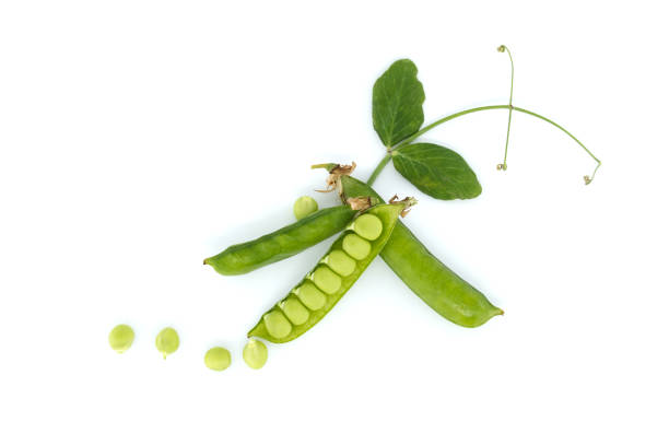 Close-up of a pea pod and a few peas isolated on a white background. Pea pod is open and reveals several small, round green peas inside