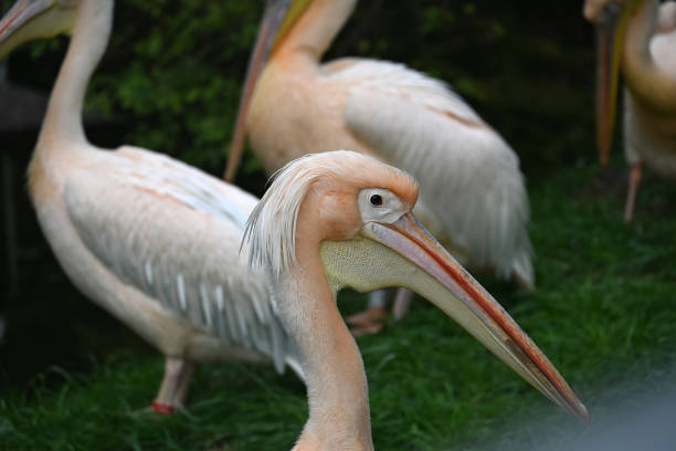 Pelican, close-up.