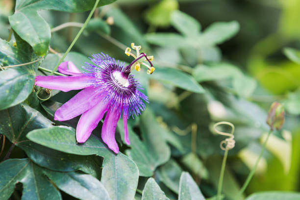 Close-up image of a red passion flower