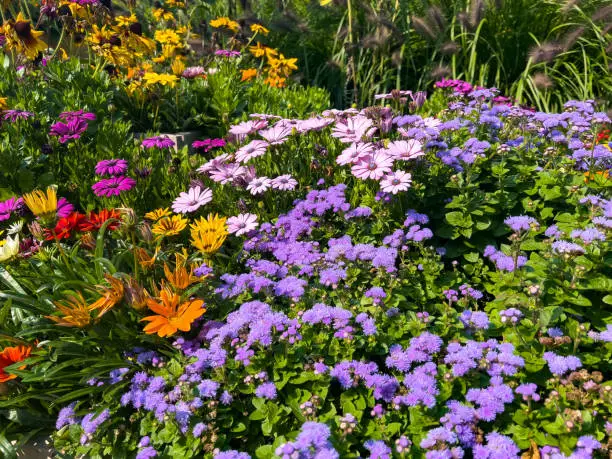 Flower in MacEwan Terrace Garden and The Riverwood Conservancy, mississauga, Canada Flower in MacEwan Terrace Garden and The Riverwood Conservancy, mississauga, Canada