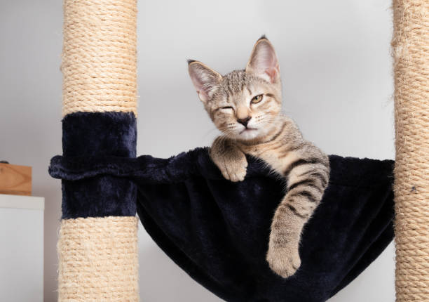 istock Kitten with eye infection looking at camera. 2183202537