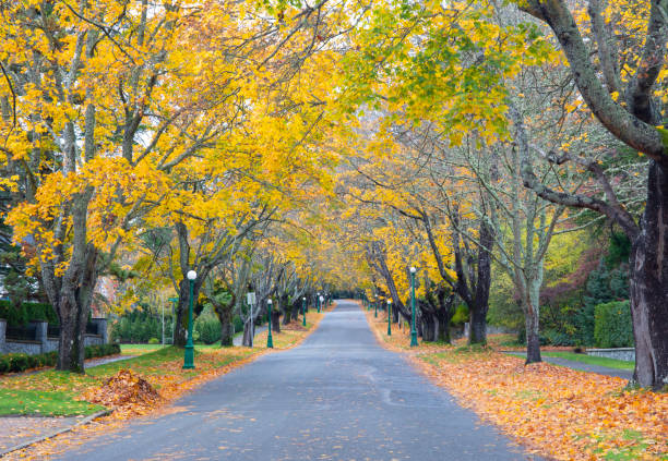 Canada British Columbia Vancouver island victoria. city stree tin fall colours