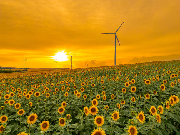 Golden sunset skies backdrop wind turbines towering above a blooming sunflower field, highlighting renewable energy in a rural setting.