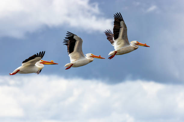 istock American White Pelicans in flight 2183205553