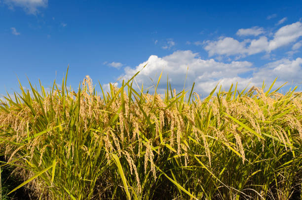 Ears of rice in rice paddies near harvest in autumn in Japan