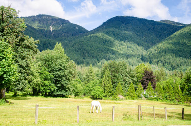 She gets close to them, in mountain meaodw