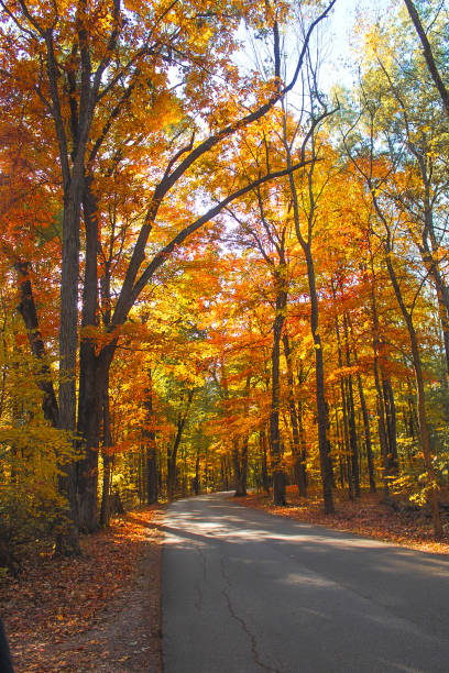 istock Empty windy Road surrounded by tall, yellow and orange trees in autumn 2183211570
