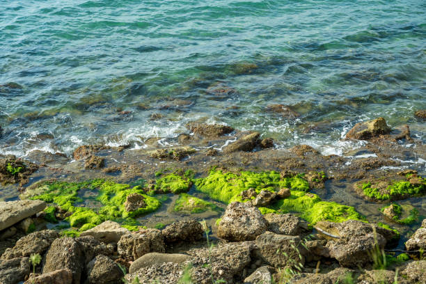 Moss covered rocks on the coastline in Side, Turkey