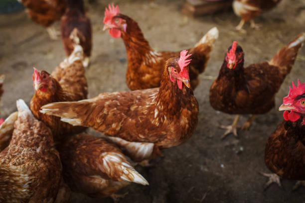 istock brown chicken or hen lay eggs in rural farm 2183213923
