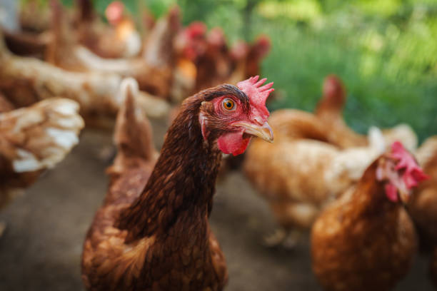istock close up brown chicken or hen lay eggs in rural farm 2183213929