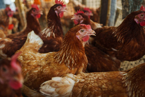 istock brown chicken or hen lay eggs in rural farm 2183213943