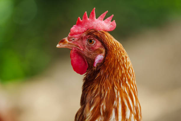 istock close up brown chicken or hen lay eggs in rural farm 2183213946