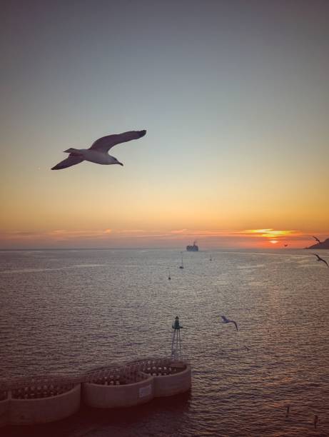 istock Serene ocean sunset with seagulls and distant ship. 2183214053