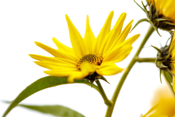 The middle section of a dandelion in yellow bloom - with stigma, and multiple stamen, showing filament and anther