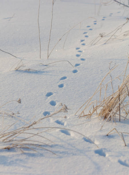 istock A snow covered field with a path of tracks in the snow 2183214520