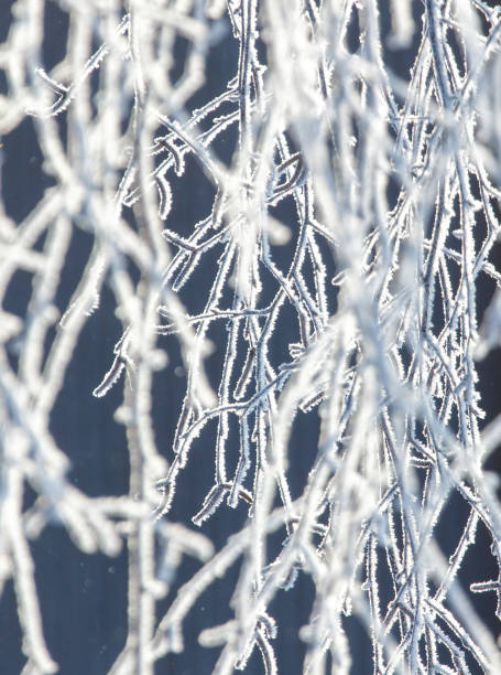 The image showcases a branch that is covered in frost, giving it a chilly and frosty look. The frosty appearance of the branch is enhanced by the blue background