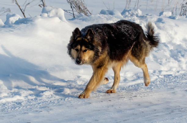 istock A dog is walking on a snowy road 2183214586
