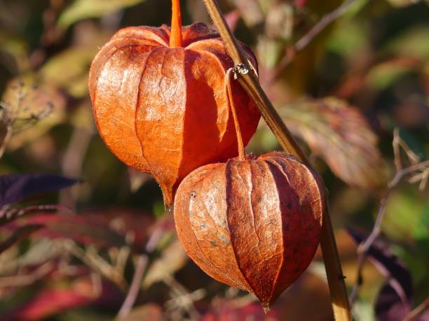 istock Close-up of orange Chinese lantern plants. 2183214699