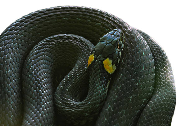 istock The grass snake Natrix natrix , sometimes called the ringed snake or water snake, is a Eurasian non-venomous snake. It is often found near water and feeds almost exclusively on amphibians. Lithuania 2183215700