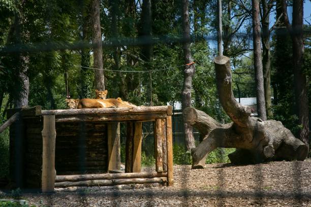 istock Lions resting in zoo enclosure surrounded by trees. 2183215817